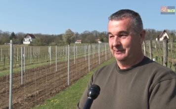 Szőlőmegújítás a csepregi szőlőhegyen