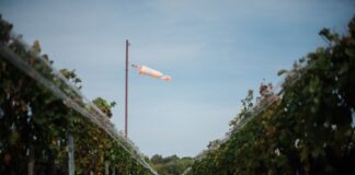 A 2020-as évjárat értékelése