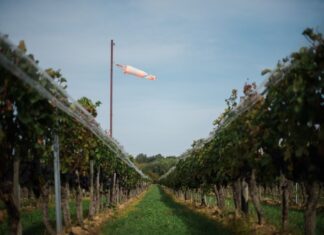 A 2020-as évjárat értékelése