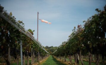 A 2020-as évjárat értékelése