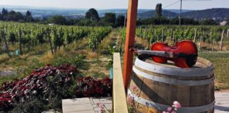 Tüzes zene, hűvös nedű, és a kilátás is gyönyörű!