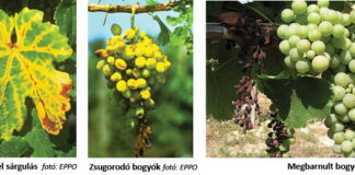 A szőlő új betegségéről
