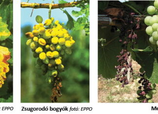 A szőlő új betegségéről