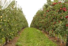 Kertészet – ültetvénytelepítés és gyógynövénytermesztés támogatása