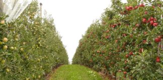 Kertészet – ültetvénytelepítés és gyógynövénytermesztés támogatása