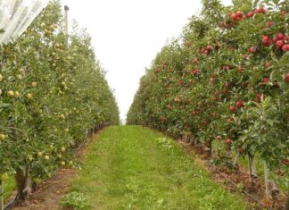 Kertészet – ültetvénytelepítés és gyógynövénytermesztés támogatása