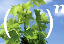 Védekezzünk a peronoszpóra ellen hatékonyan!