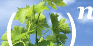 Védekezzünk a peronoszpóra ellen hatékonyan!