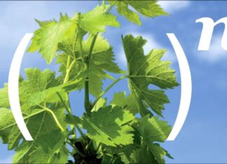 Védekezzünk a peronoszpóra ellen hatékonyan!