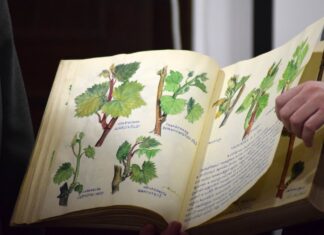 Folytatódott az egyedülálló hagyomány Kőszegen: berajzoltak a Szőlő Jövésnek Könyvébe