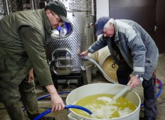 Metszés és fejtés – Kőszegen egy különlegesség, jégbor is készül