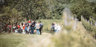 Hintó is járt a hegyen – százak kirándultak Csepregen a Nyitott pincék napján