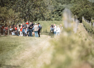 Hintó is járt a hegyen – százak kirándultak Csepregen a Nyitott pincék napján