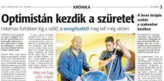 Hatalmas fürtökben lóg a szőlő, optimistán kezdik a szüretet – Csepregi szőlőbirtokon jártunk