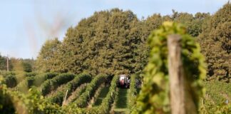 Friss, üde borok készülnek – Szabó Márton kőszegi gazdánál jártunk