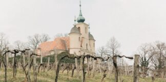 Akik újjáélesztik a kőszegi szőlőhegyet