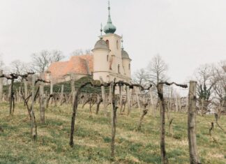 Akik újjáélesztik a kőszegi szőlőhegyet