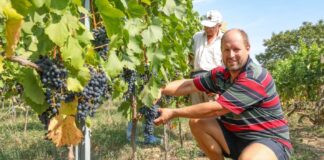 Rekord korán megkezdődött a szüret Vas vármegyében – Utánajártunk, milyen lesz az idei bor