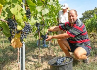 Rekord korán megkezdődött a szüret Vas vármegyében – Utánajártunk, milyen lesz az idei bor