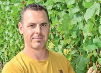 A 2024 -es szőlőtermésről