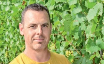 A 2024 -es szőlőtermésről