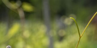 Alapfokú szőlész-borász képzés