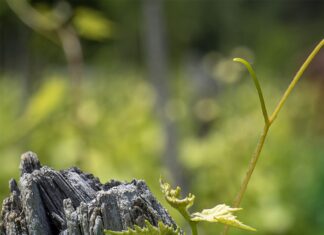 Alapfokú szőlész-borász képzés