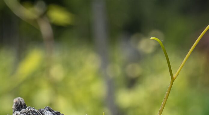 Alapfokú szőlész-borász képzés